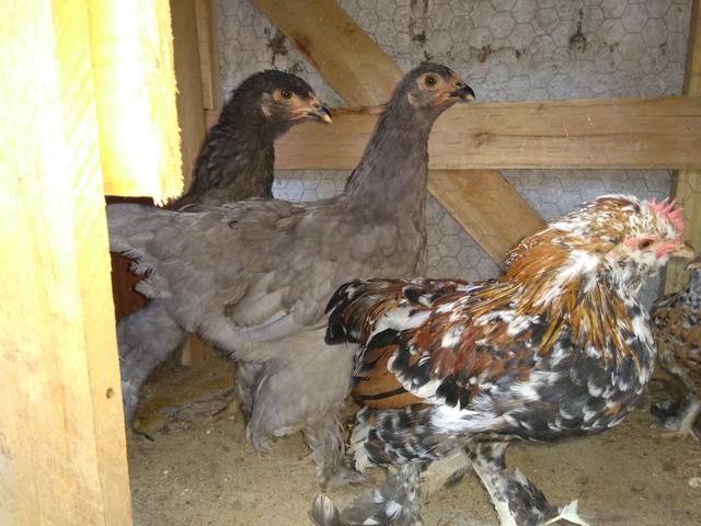 Brahmas azuis