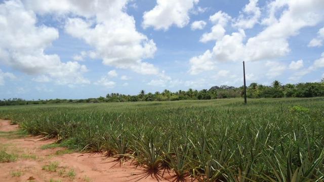 Vendo Fazenda com 250 ha, no Município de Touros - Foto 10