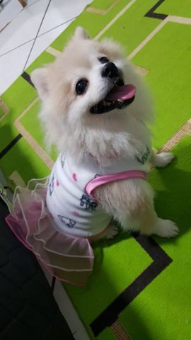 Vestido Inverno - Tal Cão, Tal Dono - Foto 2