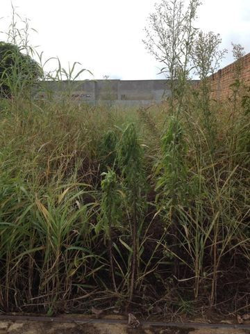 Terreno comercial na avenida guapore - Foto 4