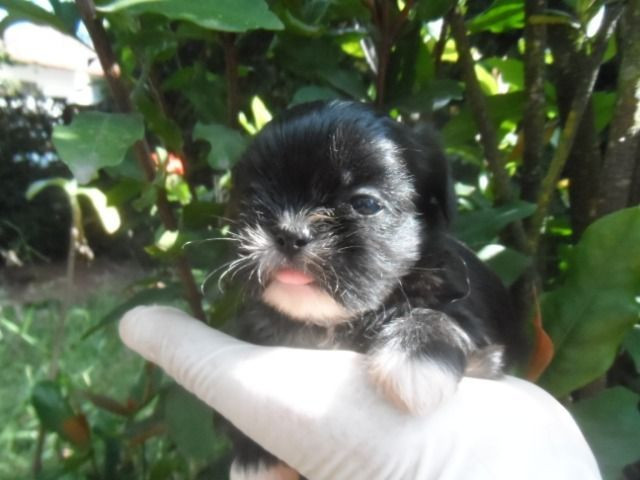 Shih tzu fêmeas. Apaixonantes! A sua felicidade e de sua família. Achou!!! - Foto 4