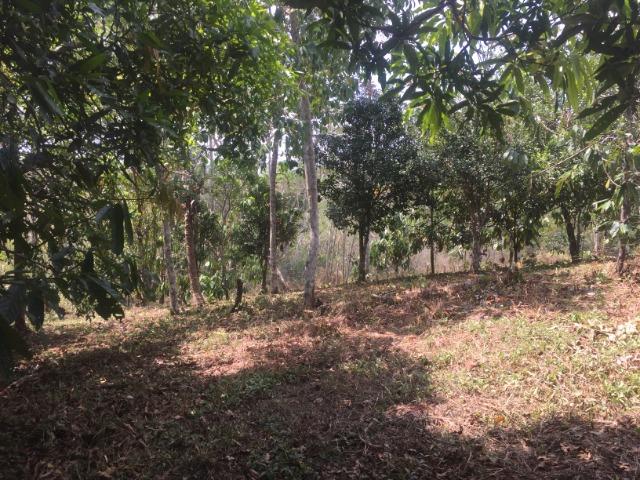 Terreno para chácara no bujari - Foto 5