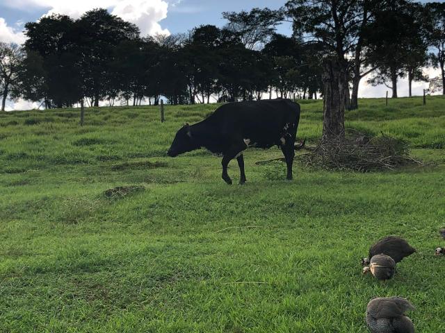 8 vacas de leite paridas - Foto 2