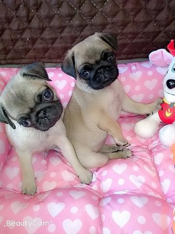 Filhotes de Pug - Foto 2