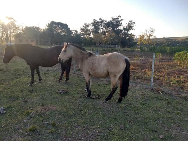 Vendo ou troco potro crioulo - Foto 5