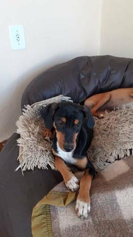 Estou doando este lindo cachorrinho - Foto 2