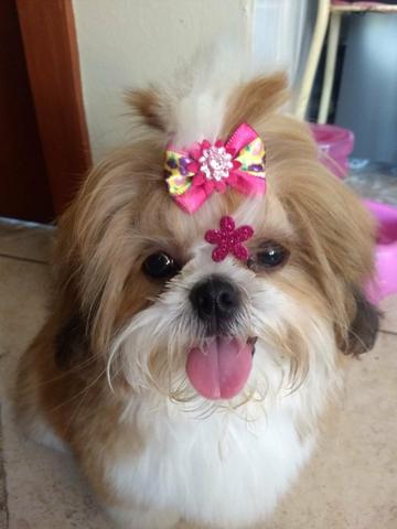 Macho de shihtzu pra cruza - Foto 4