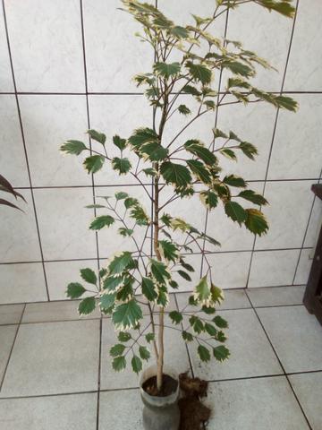 Árvore da felicidade - Foto 3