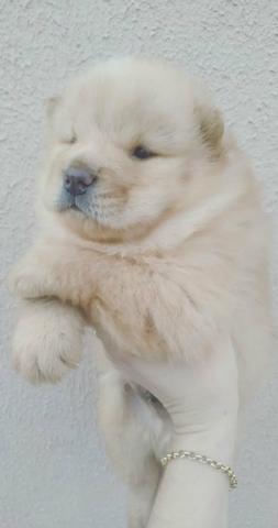 Chow chow