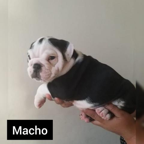 Bulldog inglês - Foto 2