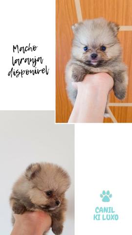 Filhotes lulu da pomerania machos: branco com creme, branco com preto e laranja - Foto 2