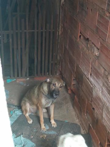 Estou doando essa cachorra - Foto 5