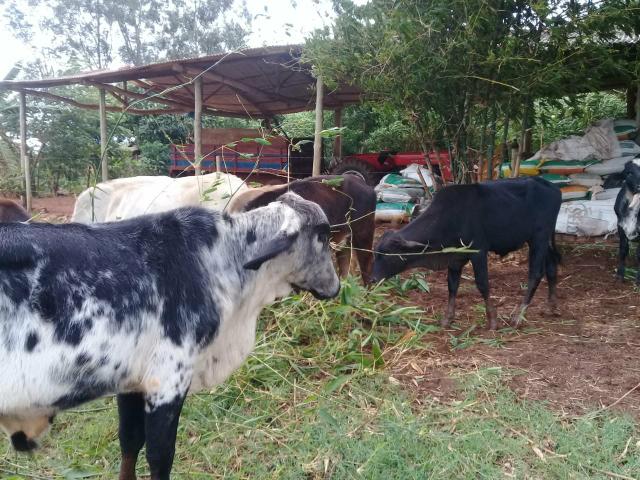 Fêmeas e Machos - Foto 3