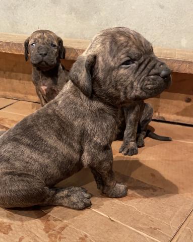 Fila Brasileiro BARBADA - Foto 2