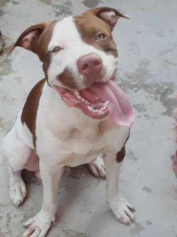 Pitbull ABPT - Foto 2