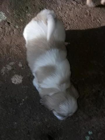 Shitszu machos puros (Venda ou Troca) URGENTE - Foto 3