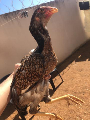 Franga índio calcutá - Foto 2