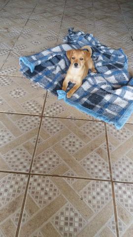 Cachorro 2 meses vacinado para doação