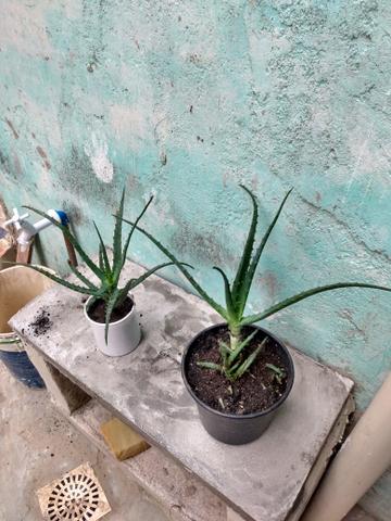 Babosa Arborescens Miller - Foto 2