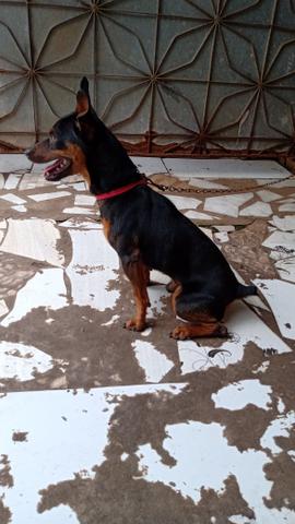 Pinscher em busca de uma namorada - Foto 2