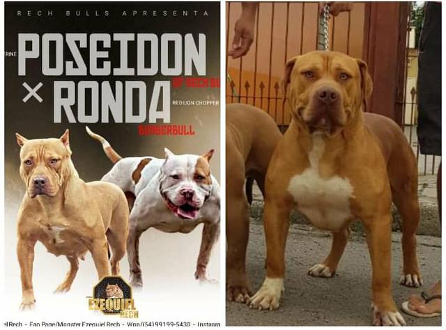 Pit monster (Bully xl xxl) - Foto 3