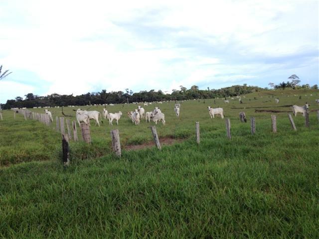 Fazenda - Foto 5