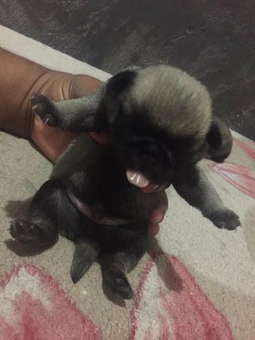 Vendo filhotes de Pug - Foto 6