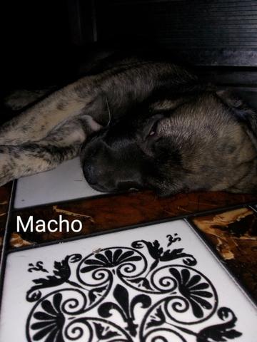 Dog alemão - Foto 4