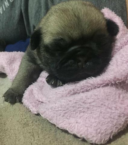 Vendo filhotes de Pug - Foto 2