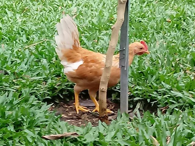 Frango Garnizé Modelado de quase 3 meses