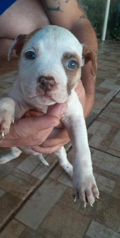 Filhotes de Pitbull Puro - Foto 5