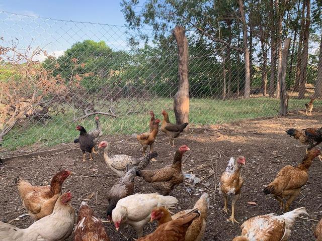 Vendo frango e galinha caipira original já picados