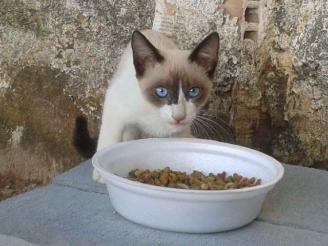 Doação gatinha - Foto 3