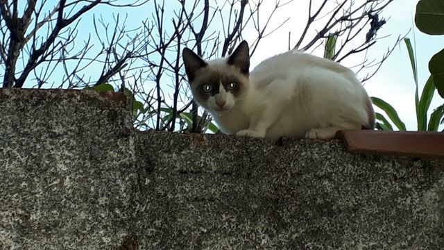 Doação gatinha