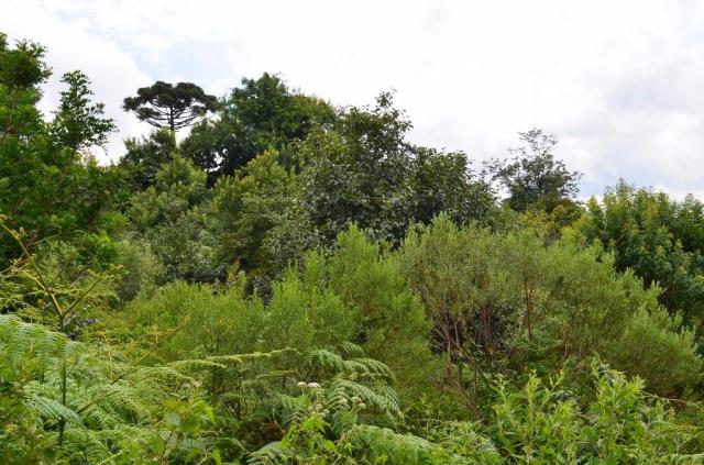 Terreno à venda, 8960 m² por r$ 2.300.000,00 - centro - canela/rs - Foto 4