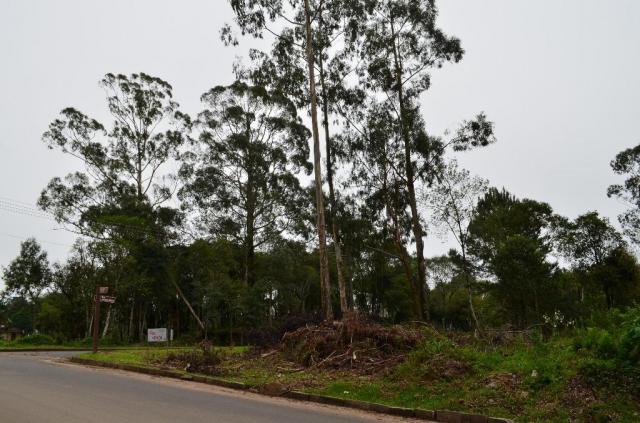 Terreno residencial à venda, casa grande, gramado. - Foto 3