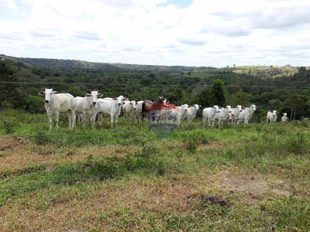 Fazenda à venda em Porto Seguro (Vera Cruz), Bahia - Foto 18