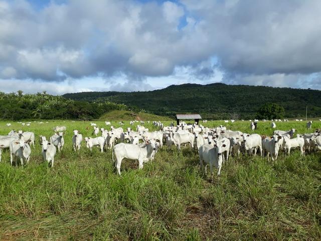 Fazenda em Santo Antônio á venda - Foto 7