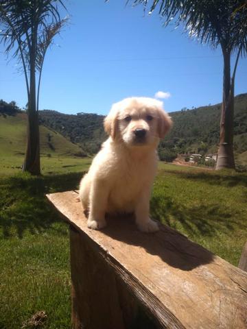Golden Retriever-Canil Canaã//Amapá