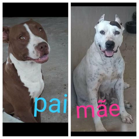 Filhotes de Pit Bull - Foto 2