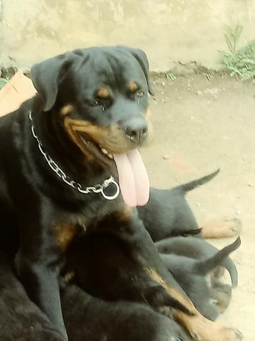 Rottweiler