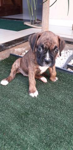 Filhote de Boxer