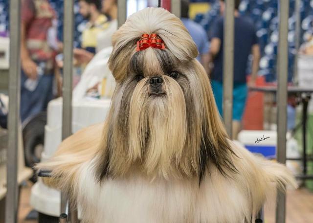Cães de alta genética canil PS