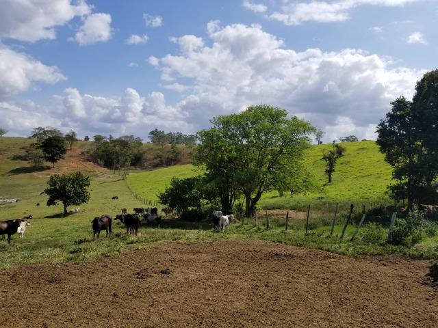 Fazenda a venda no extremo sul da bahia 170 ha - Foto 5