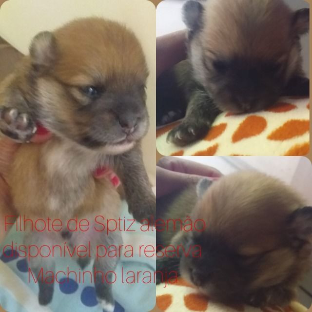Filhote de spitz alemão - Foto 2
