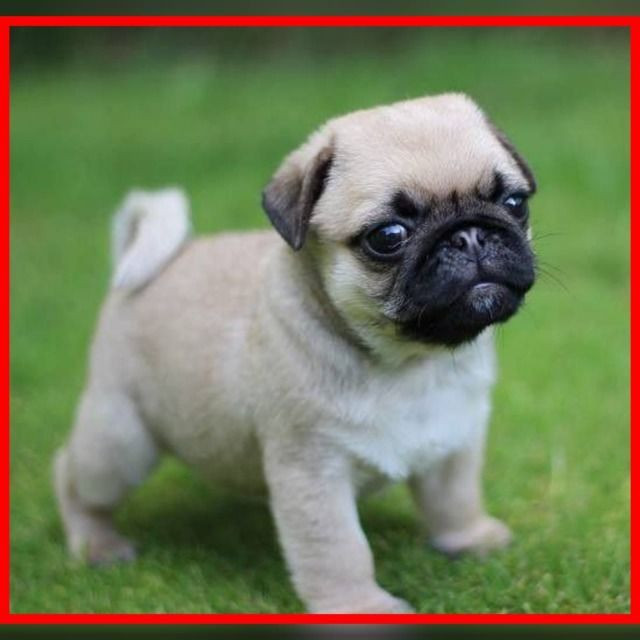 Pug encantador