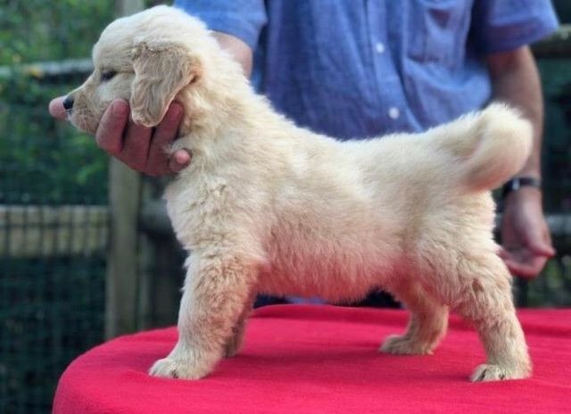 Filhotes de Golden Retriever * (Whatsapp) - Luan Nero - Foto 3