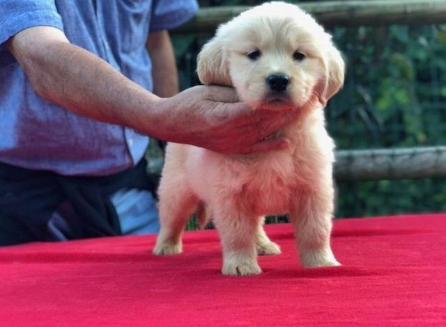 Filhotes de Golden Retriever * (Whatsapp) - Luan Nero