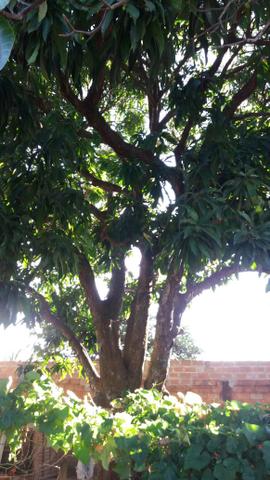 Vendo ou troco casa quitada - Foto 6