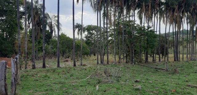 Fazenda 38 Alqueires em Bela Vista - Foto 9